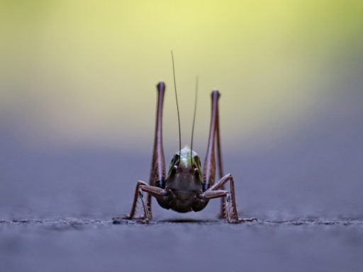 green grasshopper on gray surface