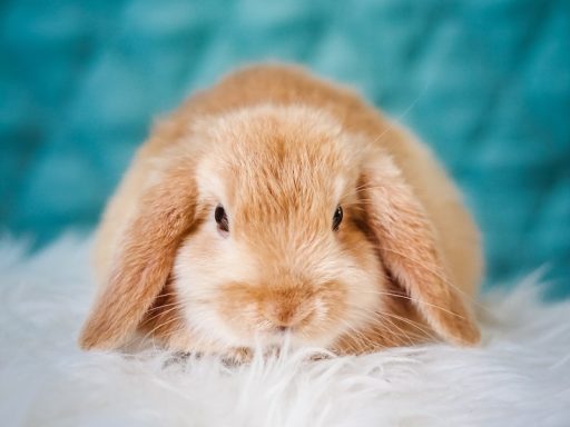 brown rabbit on white textile