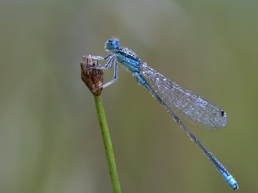 blue damsel fly