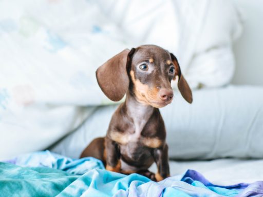 brown and white short coated dog on white textile