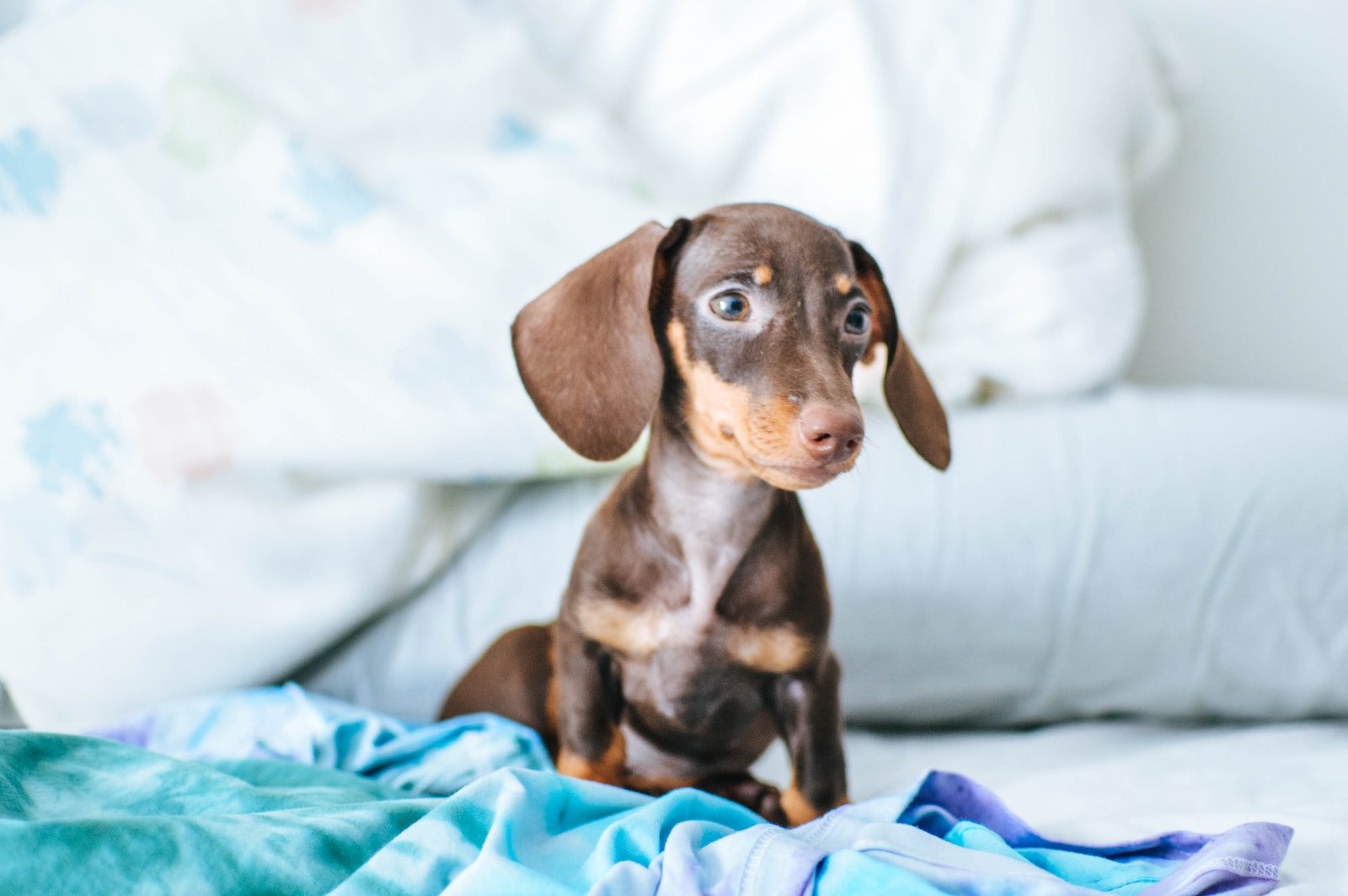 brown and white short coated dog on white textile