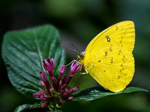 yellow butterfly