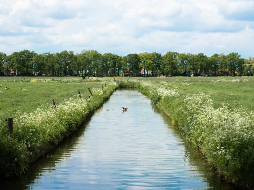 green grass field near river during daytime