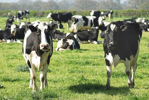 black and white cow on green grass field during daytime