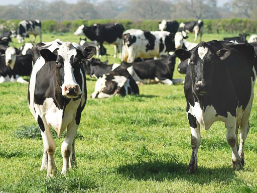 black and white cow on green grass field during daytime