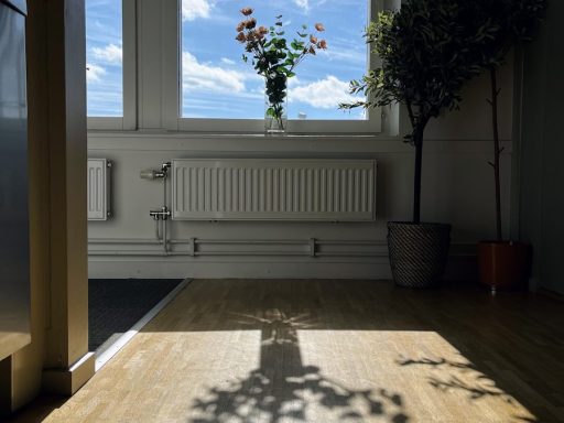 a tree casts a shadow on a wooden floor