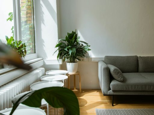 gray sofa