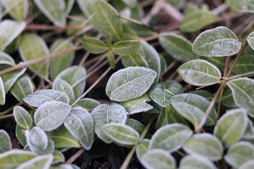 Tuinplanten afgedekt met vliesfolie en jutezakken ter bescherming tegen nachtvorst
