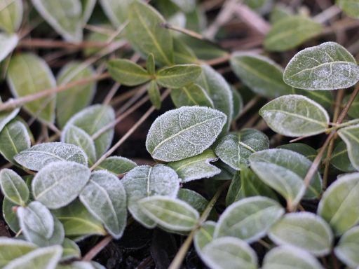 Tuinplanten afgedekt met vliesfolie en jutezakken ter bescherming tegen nachtvorst
