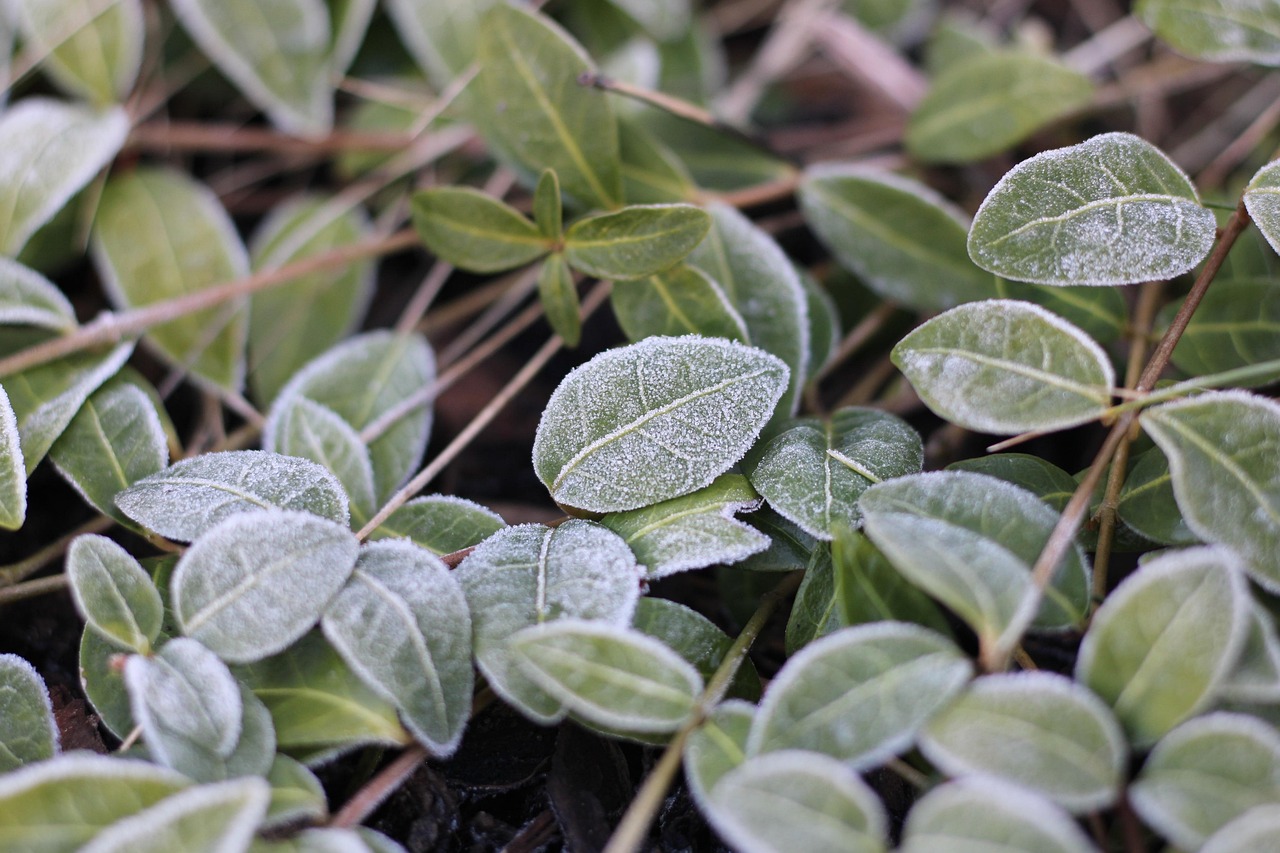Tuinplanten afgedekt met vliesfolie en jutezakken ter bescherming tegen nachtvorst