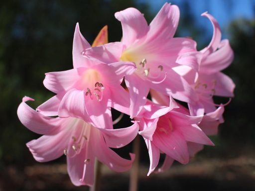 Handen die tulpenbollen in losse tuingrond planten in het najaar